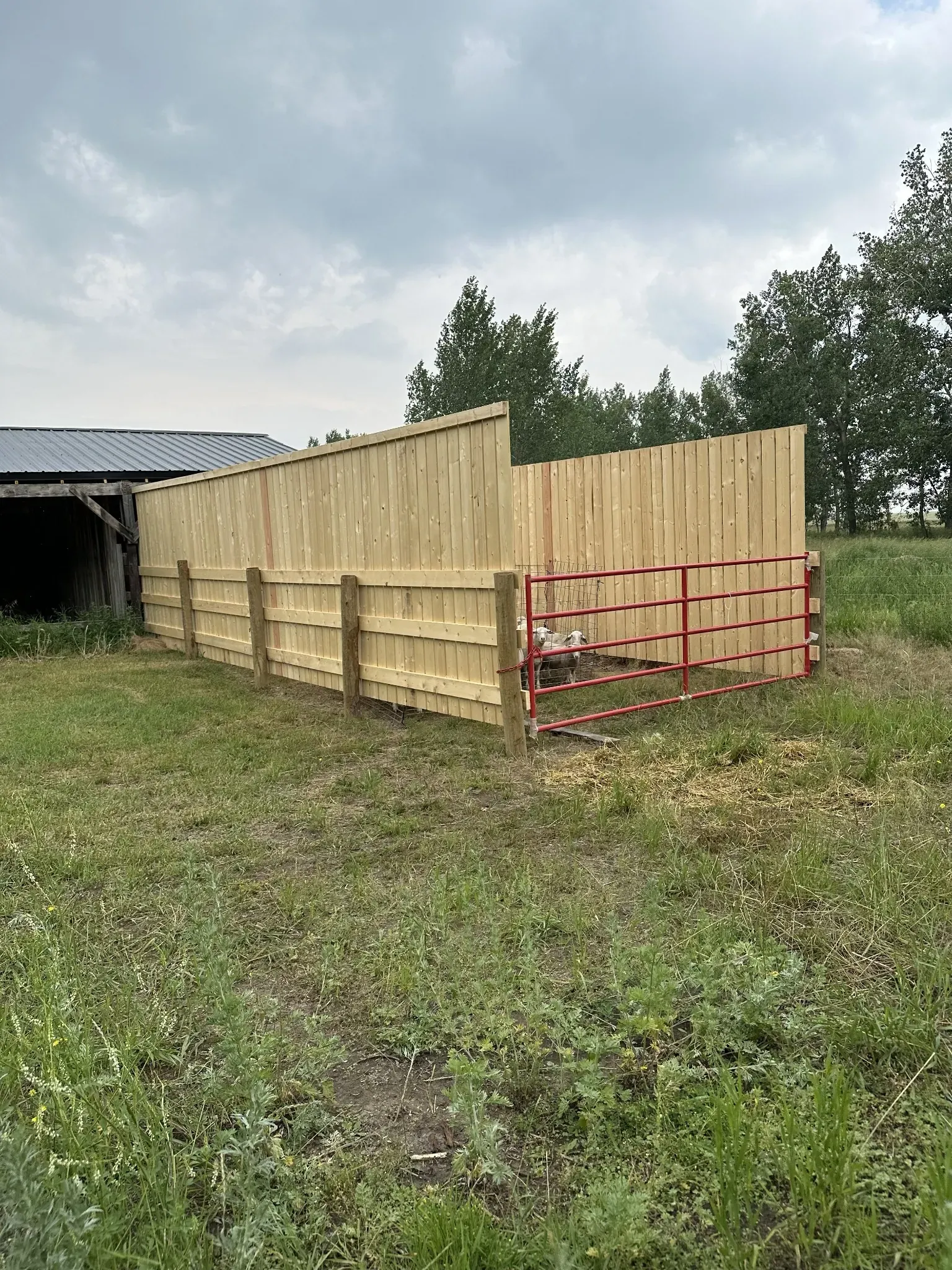 Slab corral with red gate for cattle management on a Saskatchewan ranch